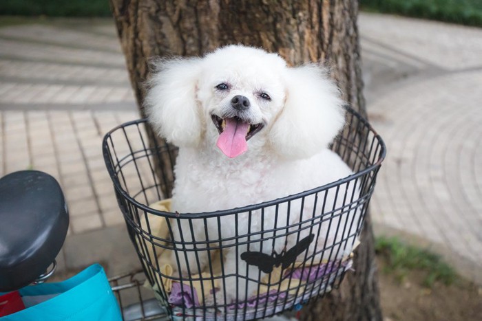 自転車のかごに乗る犬