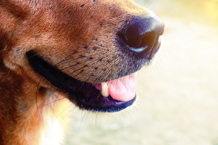 少し開いた犬の口