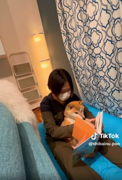 絵本を見るポンさん