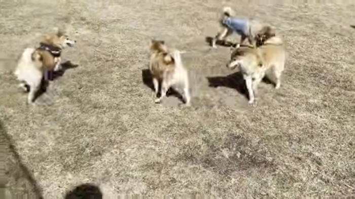 たくさんの柴犬