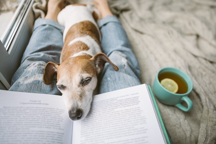 読書する飼い主の足の間で眠る犬