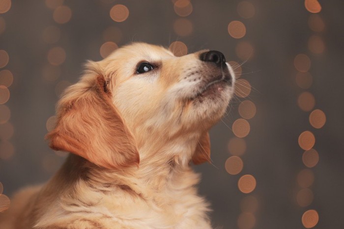 何かを見つめる犬