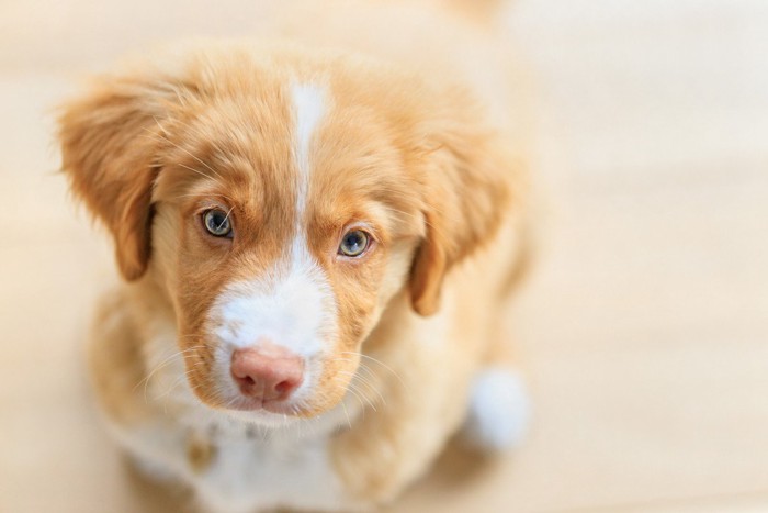 飼い主を見あげる犬