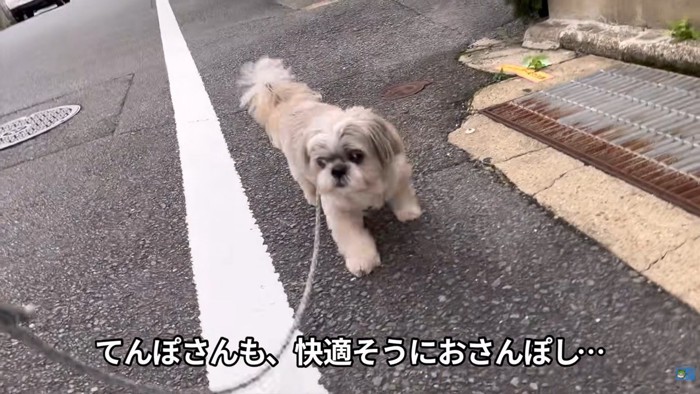 お母さんと一緒にお散歩♪
