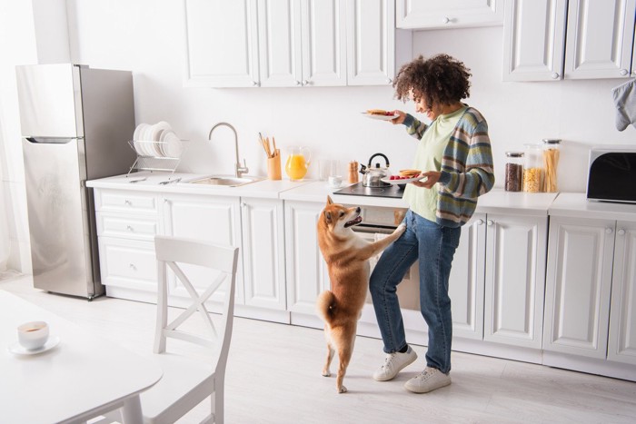 女性の食事を欲しがる犬