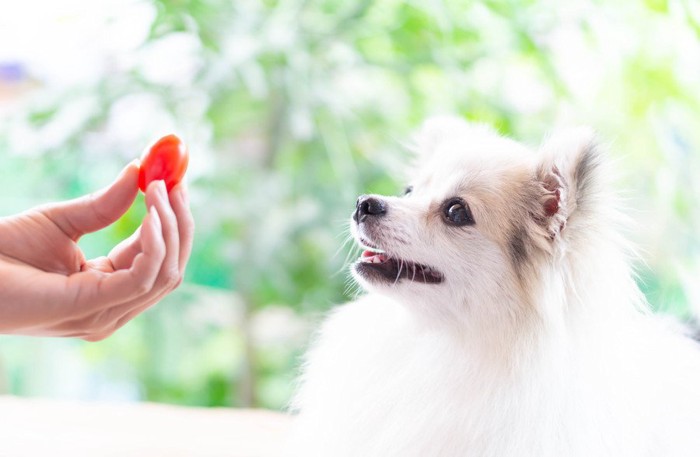 トマトを見つめる犬