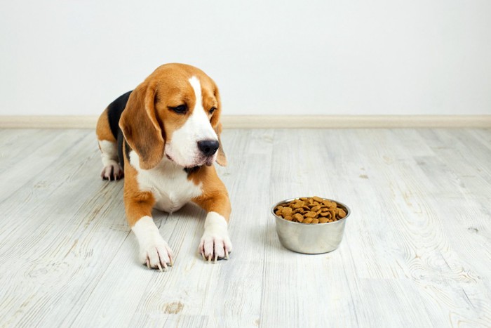 お皿に盛られたドッグフードと食べようとしない犬