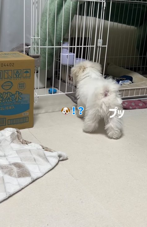 おならをする小型犬