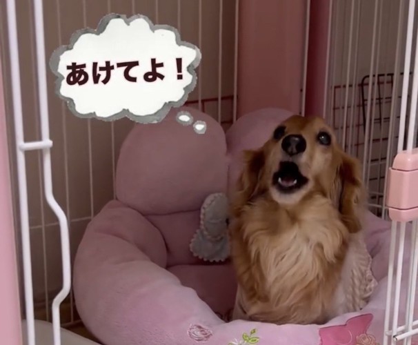 口を開けて訴える犬