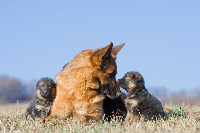 子犬を見つめる母犬