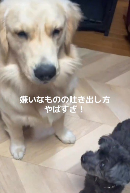 Ｑ太くんにみかんを投げたら4