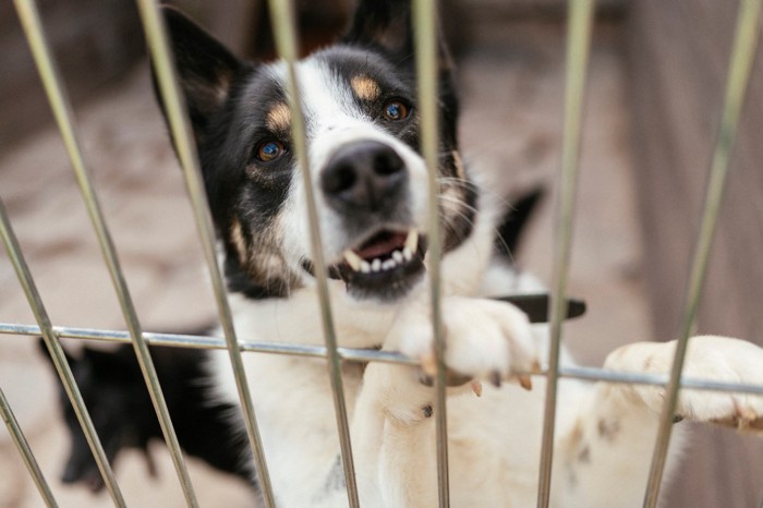 ケージの中で立ち上がっている犬