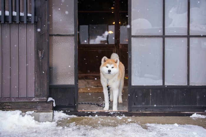 雪景色の中で古民家の玄関に立つ秋田犬