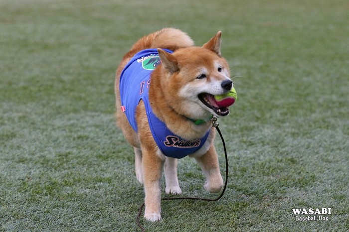 03.ベースボール犬わさび