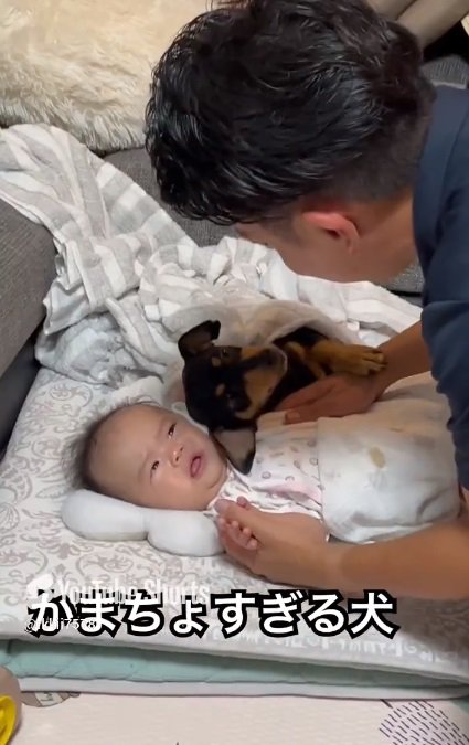 パパの手に前足を乗せるヴェンちゃん