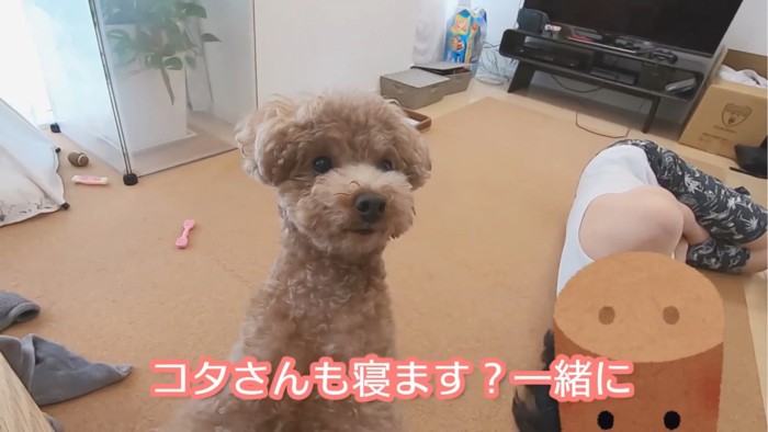 立ち上がる犬