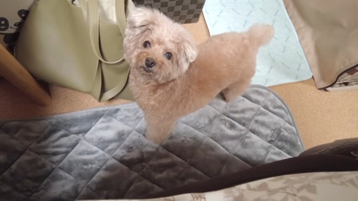 ママを見る虎太郎くん