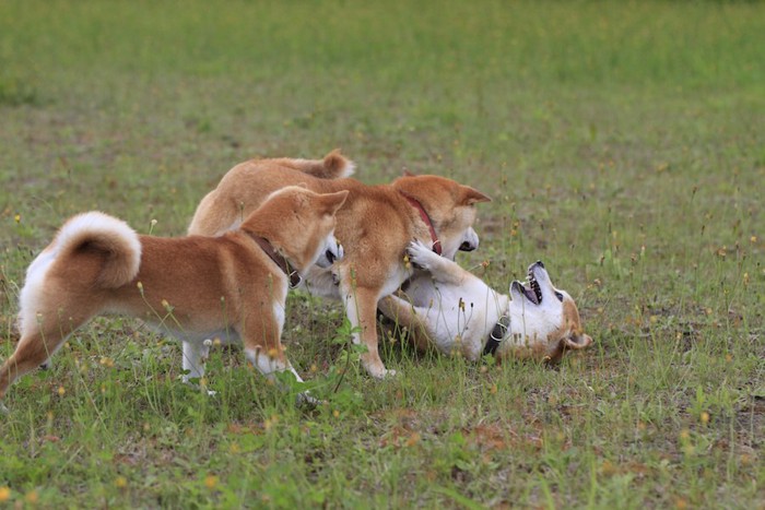 じゃれて遊ぶ三頭の柴犬