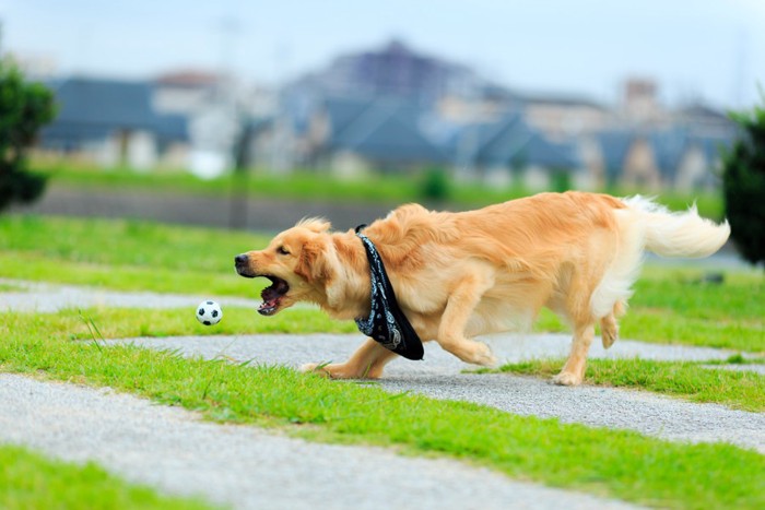 運動するゴールデンレトリーバー