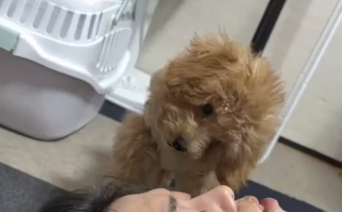 首をかしげる犬2