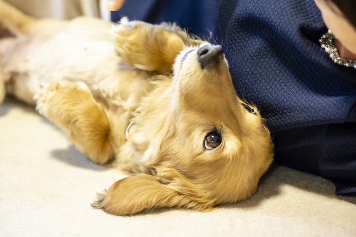 女性の横で寝転ぶ犬