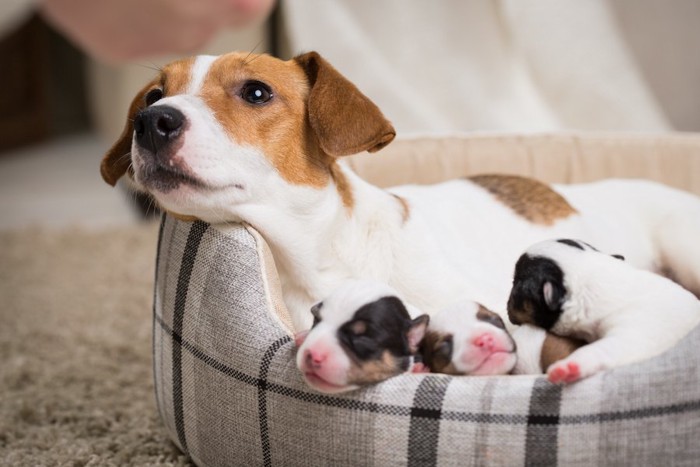 犬用ベッドの中の母犬と子犬たち