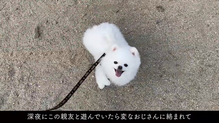 見上げる犬