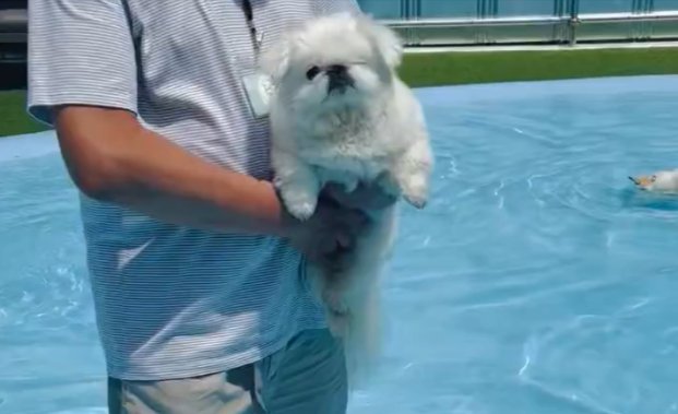 ペキニーズ