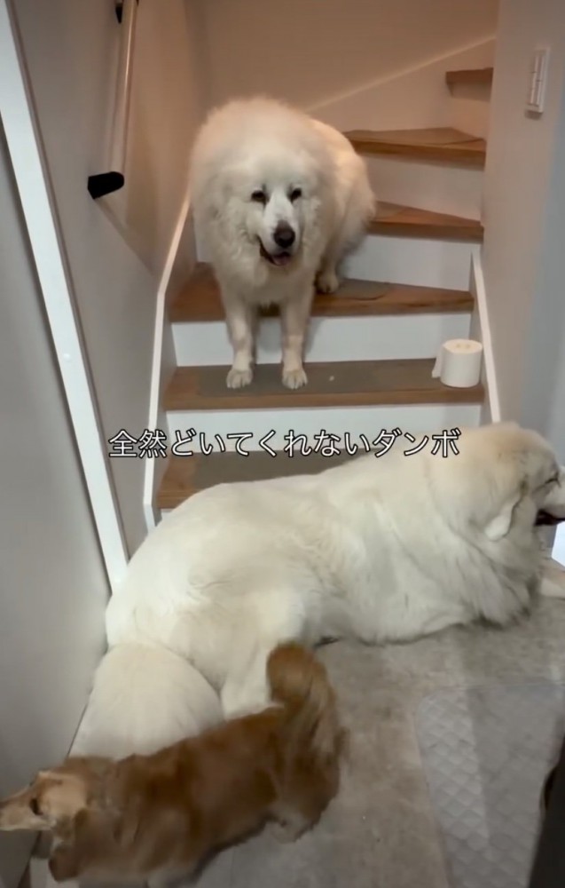 困った様子で佇む犬