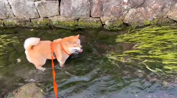 楽しそうなわらびちゃん