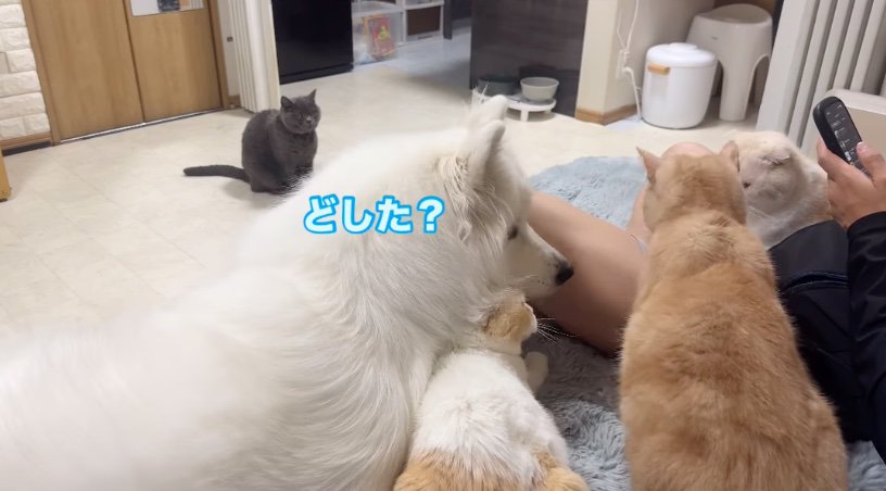 顔を覗き込むサモエド