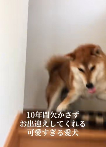 喜ぶ柴犬