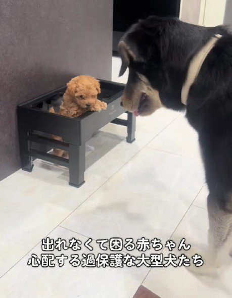 「閉じ込められてる…!」