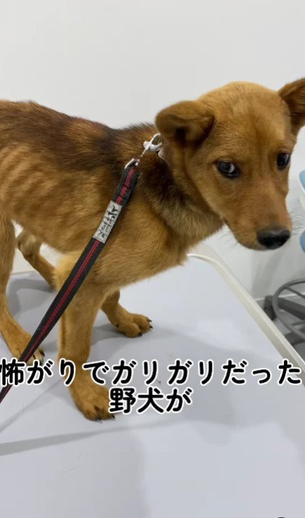 ガリガリの野犬の保護