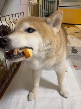 しっかり噛んで食べるよ♪