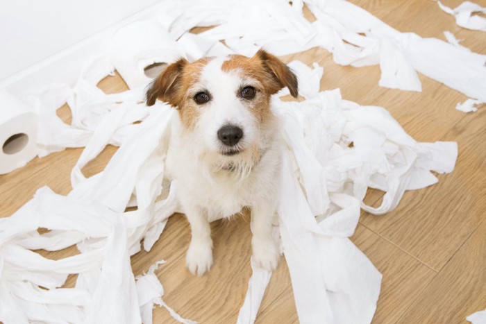 部屋でいたずらをして紙を散らかしている犬