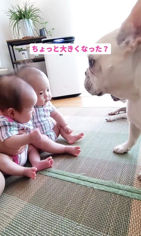 ココくんと双子の赤ちゃん6