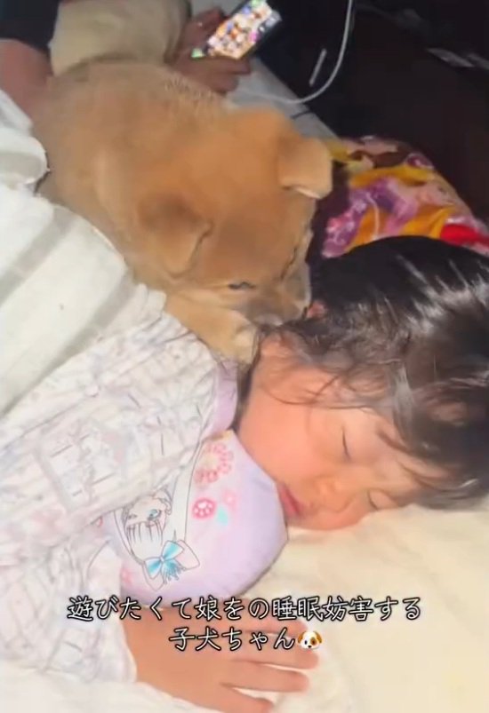 娘さんを舐める子犬