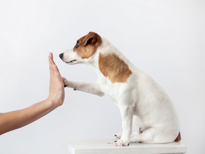 タッチする人と犬