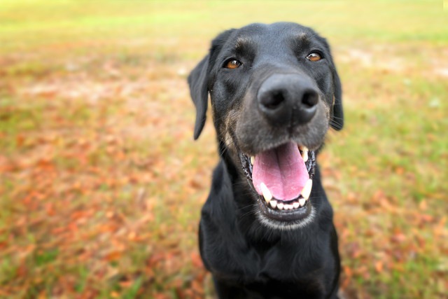 元気いっぱいの犬