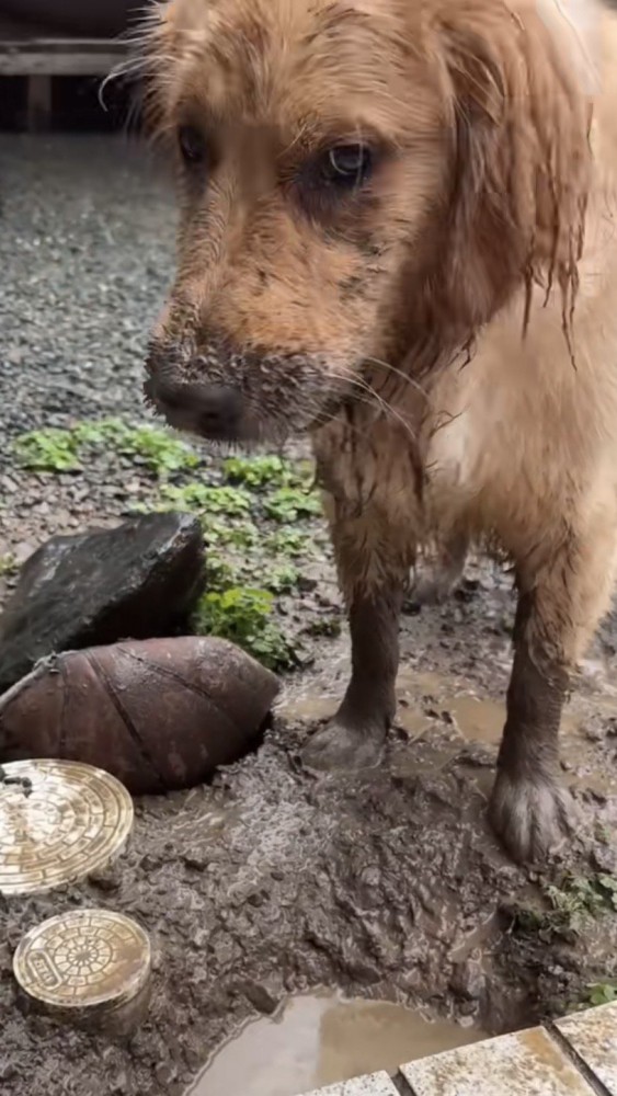気まずそうに飼い主さんを見る泥だらけの犬