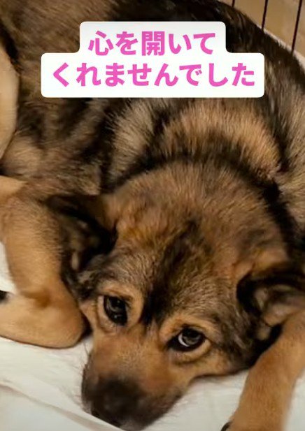 なかなか心を開かない…