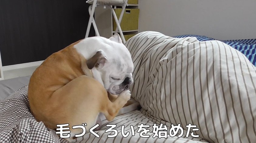 毛づくろいをする犬