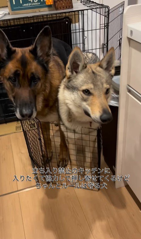 キッチンに入りたいダズくん＆ベネッタちゃん4