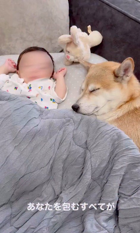 麦ちゃんと茶々ちゃんと赤ちゃん