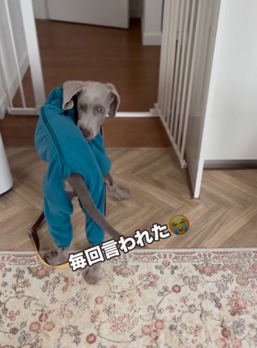 洋服を気にする犬