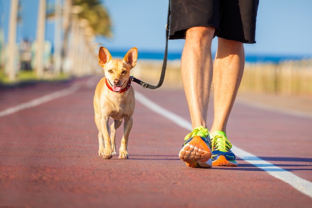 笑顔で散歩する犬