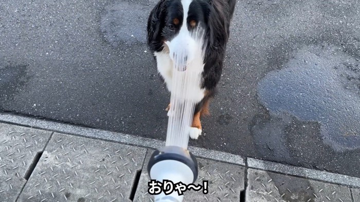 またお顔に水が…!