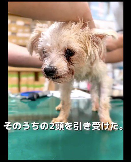 スタッフたちに体を触られる犬