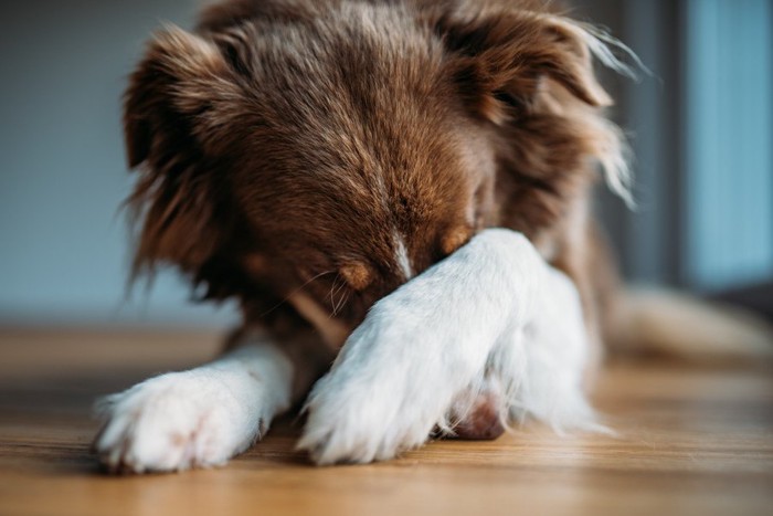 顔を手で隠す犬